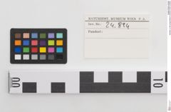 Etiketten zu Bronzegürtelblech (NHMW-PRAE-024894)